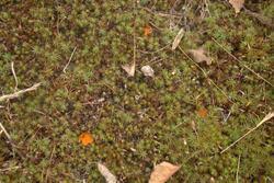 Attēlu rezultāti vaicājumam “Octospora humosa”