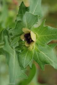 Image result for bilsenkraut