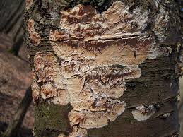 Attēlu rezultāti vaicājumam “Stereum rugosum”