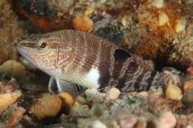Image result for Serranus atricauda