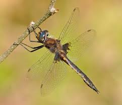 Attēlu rezultāti vaicājumam “Cordulidae”