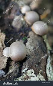 Attēlu rezultāti vaicājumam “Lycogala flavofuscum”