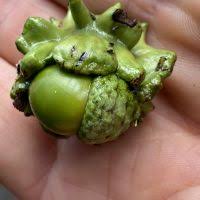 Attēlu rezultāti vaicājumam “Andricus quercuscorticis”