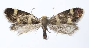 Attēlu rezultāti vaicājumam “Incurvaria praelatella”