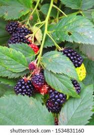 Attēlu rezultāti vaicājumam “Rubus plicatus”