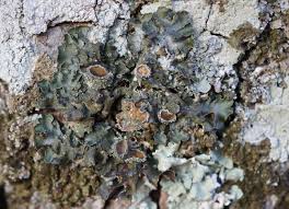 Attēlu rezultāti vaicājumam “Pleurosticta acetabulum”