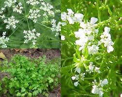 Image result for Anthriscus cerefolium