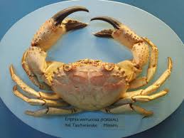 Image result for Eriphia verrucosa