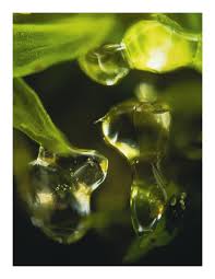 Attēlu rezultāti vaicājumam “Cephalozia loitlesbergeri”