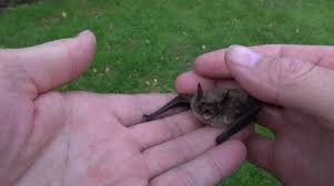 Attēlu rezultāti vaicājumam “Eptesicus nilssonii”