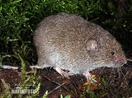 Attēlu rezultāti vaicājumam “Microtus agrestis”