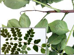 Attēlu rezultāti vaicājumam “Gymnocladus dioicus leaf”