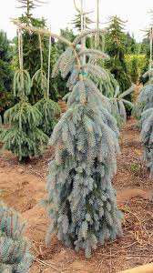 Attēlu rezultāti vaicājumam “Picea pungens”