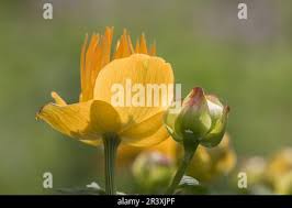 Attēlu rezultāti vaicājumam “Trollius europaeus bud”