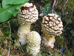 Attēlu rezultāti vaicājumam “Amanita regalis”