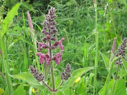 Attēlu rezultāti vaicājumam “Stachys sylvatica”