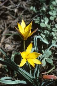Attēlu rezultāti vaicājumam “Tulipa sylvestris bud”