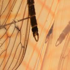 Attēlu rezultāti vaicājumam “Trichocera regelationis”