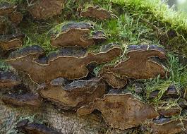 Attēlu rezultāti vaicājumam “Phellinus chrysoloma”