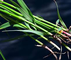Attēlu rezultāti vaicājumam “Alopecurus pratensis fruit”