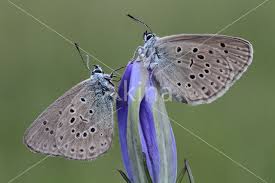 Attēlu rezultāti vaicājumam “Maculinea alcon”