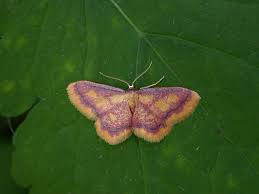 Attēlu rezultāti vaicājumam “Idaea muricata”