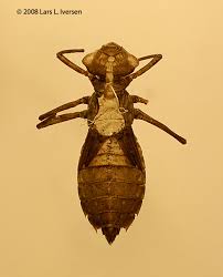 Attēlu rezultāti vaicājumam “Leucorrhinia pectoralis”