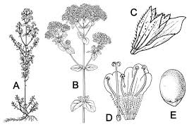 Attēlu rezultāti vaicājumam “Origanum vulgare leaf”