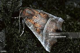 Attēlu rezultāti vaicājumam “Scoliopteryx libatrix”