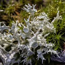 Attēlu rezultāti vaicājumam “Tremella ramalinae”