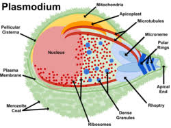 Attēlu rezultāti vaicājumam “Diderma radiatum plasmodium”
