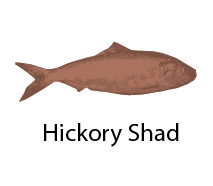 Image result for Alosa mediocris