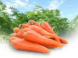 Image result for Möhren