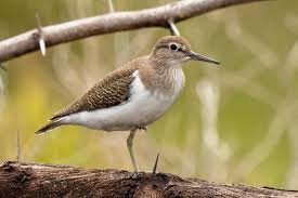 Attēlu rezultāti vaicājumam “Actitis hypoleucos”