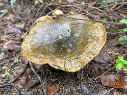 Attēlu rezultāti vaicājumam “Lactarius necator”