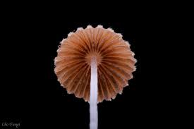 Attēlu rezultāti vaicājumam “Coprinus sp.”