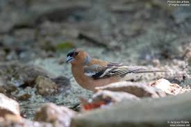 Attēlu rezultāti vaicājumam “Fringilla coelebs male”