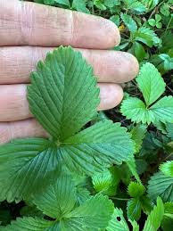 Attēlu rezultāti vaicājumam “Fragaria viridis leaf”