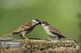 Attēlu rezultāti vaicājumam “Passer montanus adult”
