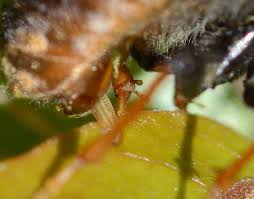 Attēlu rezultāti vaicājumam “Trichiosoma larva”