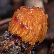 Attēlu rezultāti vaicājumam “Clastoderma debaryanum macro”