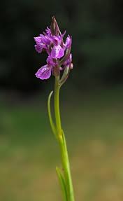 Attēlu rezultāti vaicājumam “Dactylorhiza cruenta leaf”