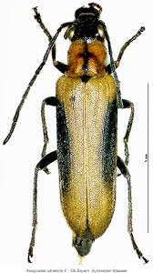 Attēlu rezultāti vaicājumam “Anogcodes melanurus”