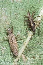 Attēlu rezultāti vaicājumam “Nabidae”