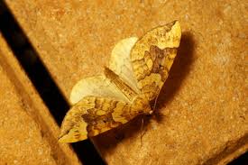 Attēlu rezultāti vaicājumam “Eulithis populata”