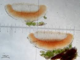 Attēlu rezultāti vaicājumam “Bacidia subincompta”