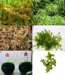 Attēlu rezultāti vaicājumam “Sphagnum angustifolium sporophyte”