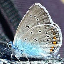 Attēlu rezultāti vaicājumam “Agrodiaetus amandus male”