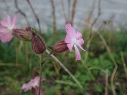 Attēlu rezultāti vaicājumam “Silene dioica leaf”
