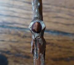 Attēlu rezultāti vaicājumam “Phellodendron amurense bud”